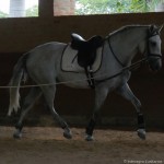 Platão Interagro, grey gelding Lusitano for sale /Interagro Lusitanos
