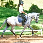 Platão Interagro, grey Lusitano gelding for sale /Martina Brandes