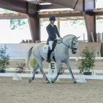 Platão Interagro, grey Lusitano gelding for sale (Photo by Ernesto Photography)
