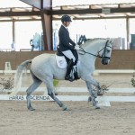 Platão Interagro, grey Lusitano gelding for sale (Photo by Ernesto Photography)