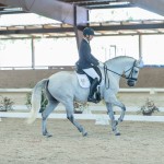 Platão Interagro, grey Lusitano gelding for sale (Photo by Ernesto Photography)