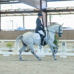 Platão Interagro, grey Lusitano gelding for sale (Photo by Ernesto Photography)
