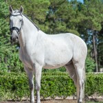Platão Interagro, grey Lusitano gelding for sale (Photo by Ernesto Photography)