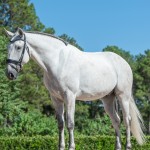 Platão Interagro, grey Lusitano gelding for sale (Photo by Ernesto Photography)