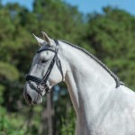 Platão Interagro, grey Lusitano gelding for sale (Photo by Ernesto Photography)