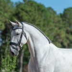 Platão Interagro, grey Lusitano gelding for sale (Photo by Ernesto Photography)