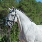 Platão Interagro, grey Lusitano gelding for sale (Photo by Ernesto Photography)