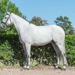 Platão Interagro, grey Lusitano gelding for sale (Photo by Ernesto Photography)