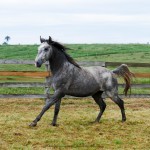 Preceptor Interagro/Interagro Lusitanos