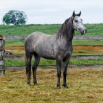 Preceptor Interagro/Interagro Lusitanos