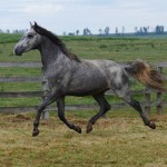 Preceptor Interagro/Interagro Lusitanos