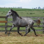 Preceptor Interagro/Interagro Lusitanos