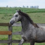 Preceptor Interagro/Interagro Lusitanos