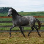 Preceptor Interagro/Interagro Lusitanos