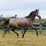 Procer Interagro/Interagro Lusitanos