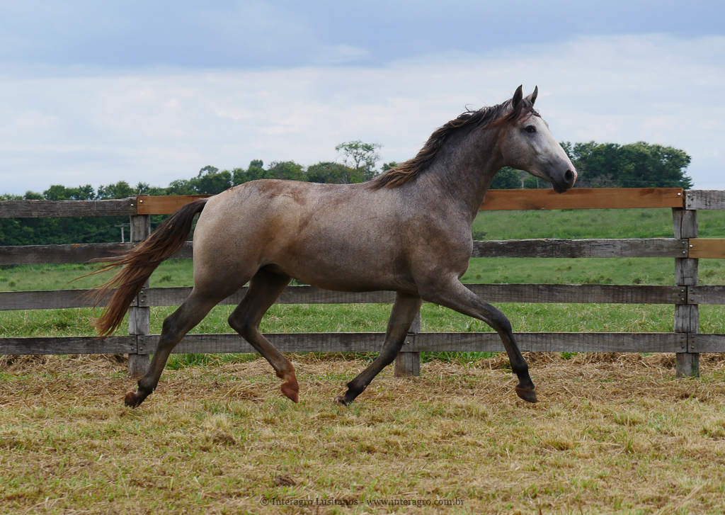 Procer Interagro/Interagro Lusitanos