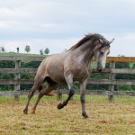 Procer Interagro/Interagro Lusitanos