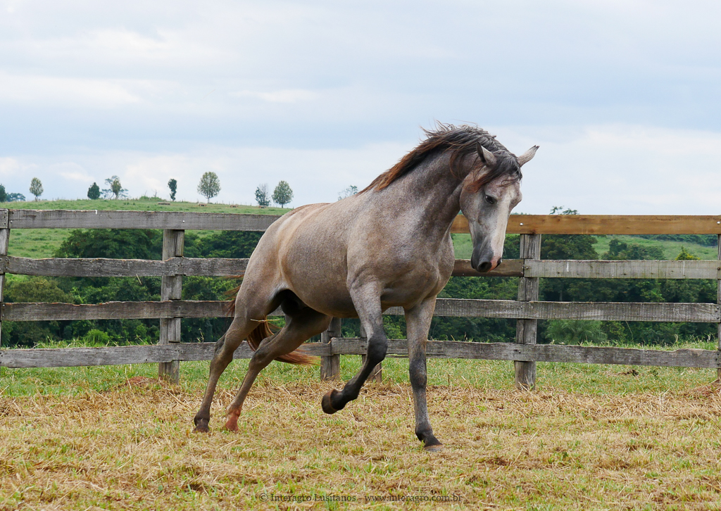 Procer Interagro/Interagro Lusitanos