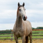 Procer Interagro/Interagro Lusitanos