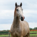 Procer Interagro/Interagro Lusitanos