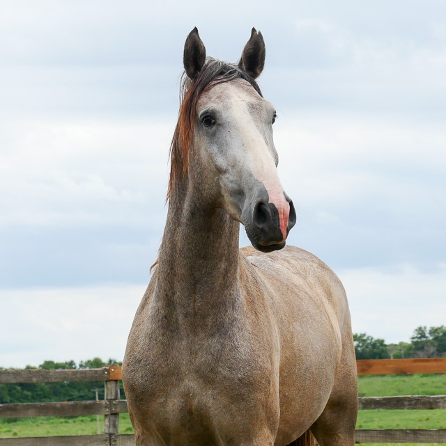 Procer Interagro/Interagro Lusitanos