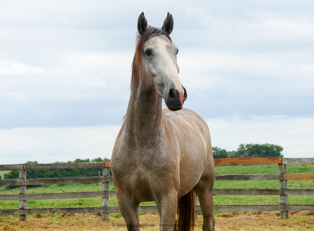 Procer Interagro/Interagro Lusitanos