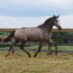 Procer Interagro/Interagro Lusitanos