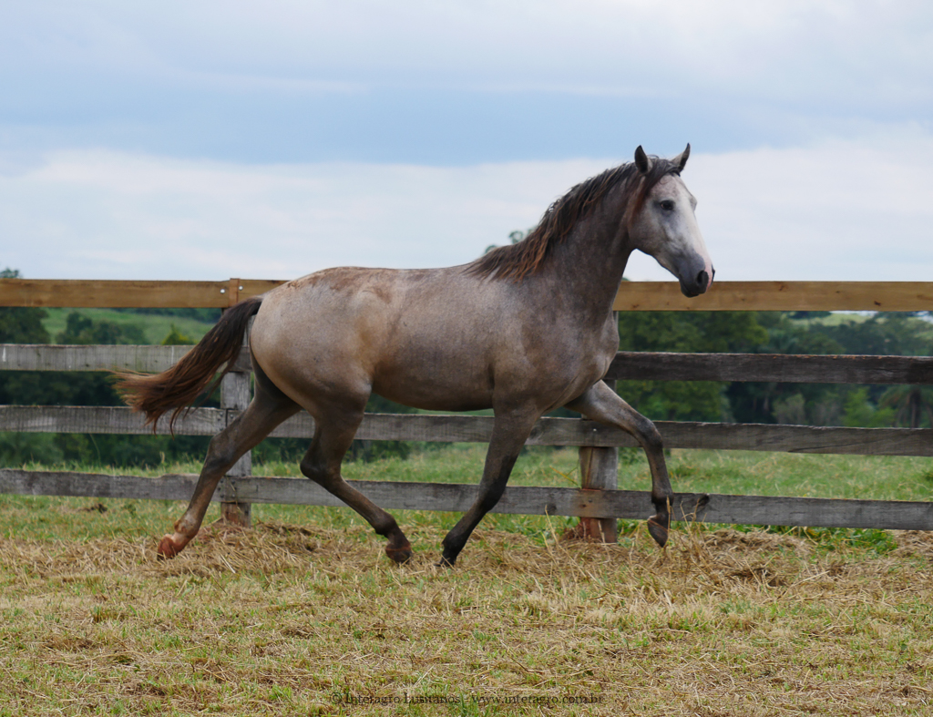 Procer Interagro/Interagro Lusitanos