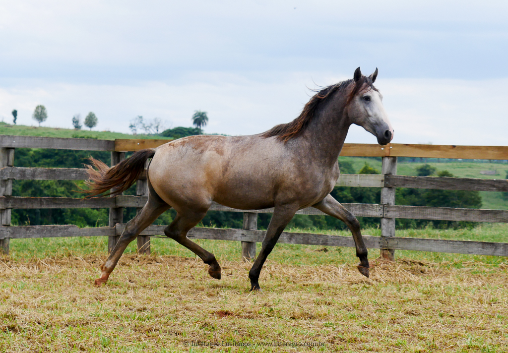 Procer Interagro/Interagro Lusitanos