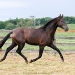 Pródigo Interagro/Interagro Lusitanos