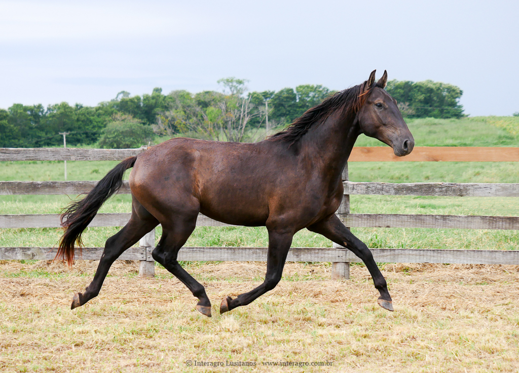 Pródigo Interagro/Interagro Lusitanos