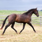 Pródigo Interagro/Interagro Lusitanos