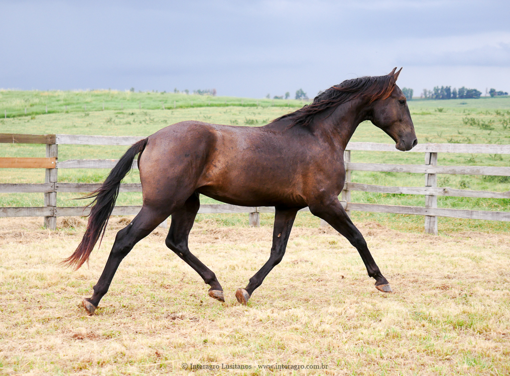 Pródigo Interagro/Interagro Lusitanos
