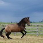 Proust Interagro/Interagro Lusitanos