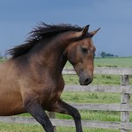 Proust Interagro/Interagro Lusitanos