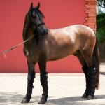 Proust Interagro, grey Purebred Lusitano for sale. Photo: Interagro Lusitanos