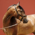 Proust Interagro, grey Purebred Lusitano for sale. Photo: Interagro Lusitanos