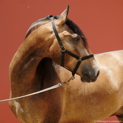 Proust Interagro, grey Purebred Lusitano for sale. Photo: Interagro Lusitanos