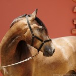 Proust Interagro, grey Purebred Lusitano for sale. Photo: Interagro Lusitanos