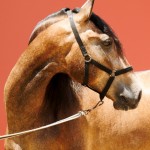 Proust Interagro, grey Purebred Lusitano for sale. Photo: Interagro Lusitanos