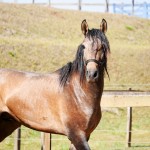 Proust Interagro/Interagro Lusitanos (07/2021)