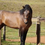 Proust Interagro/Interagro Lusitanos (07/2021)