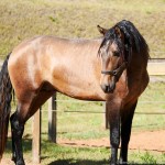 Proust Interagro/Interagro Lusitanos (07/2021)