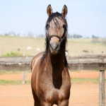 Proust Interagro/Interagro Lusitanos (07/2021)