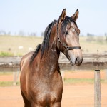 Proust Interagro/Interagro Lusitanos (07/2021)