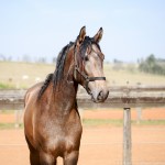 Proust Interagro/Interagro Lusitanos (07/2021)