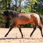 Proust Interagro/Interagro Lusitanos (07/2021)