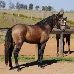 Proust Interagro/Interagro Lusitanos (07/2021)