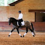 Proust Interagro, grey Purebred Lusitano for sale. Photo: Interagro Lusitanos