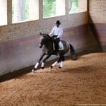 Proust Interagro, grey Purebred Lusitano for sale. Photo: Interagro Lusitanos